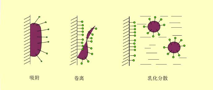 （圖：表面活性劑的去污過(guò)程）